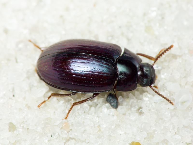 Platydema violaceum (Fabricius, 1790)